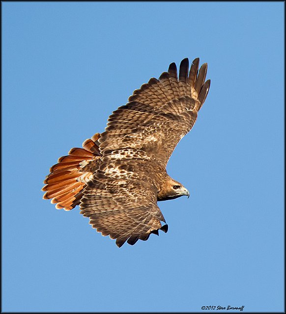 _2SB1596 red-tailed hawk.jpg